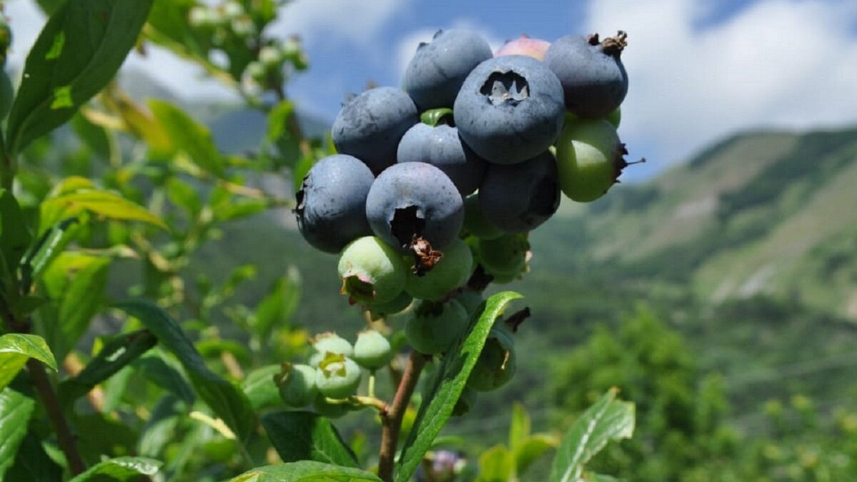 Fotografia: mirtilli americani giganti della varietà Duke