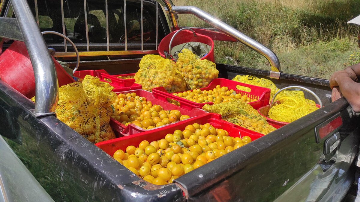 Fotografia: Prunus brigantina